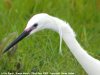 Little Egret at Vange Marsh (RSPB) (Steve Arlow) (37848 bytes) Little Egret at Vange Marsh (RSPB) (Steve Arlow) (37848 bytes)